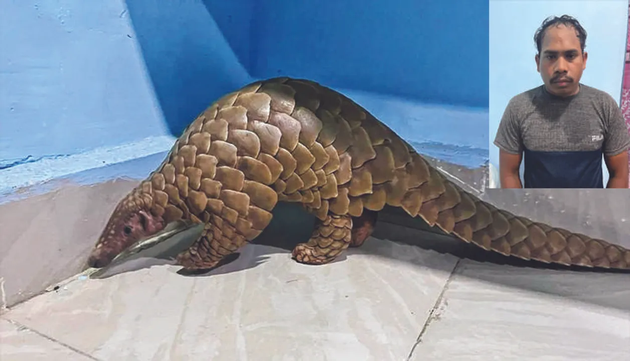  ଜୀବନ୍ତ ବଜ୍ରକାପ୍ତା ଉଦ୍ଧାର, ଜଣେ ଗିରଫ