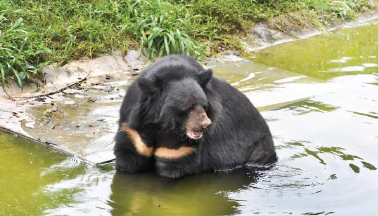  ନନ୍ଦନକାନନରେ ଗ୍ରୀଷ୍ମ ମୁକାବିଲା, ଠୁଳ ହେଲା ଜଳ, ଫଳ, ଆଖୁ