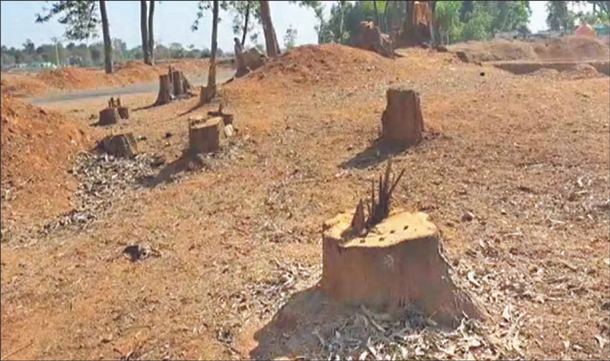  ରାସ୍ତାକଡ଼ରୁ ହଜାରେ ଗଛ କାଟିଦେଲେ, ୨୫କିଲୋମିଟର ଲଣ୍ଡା