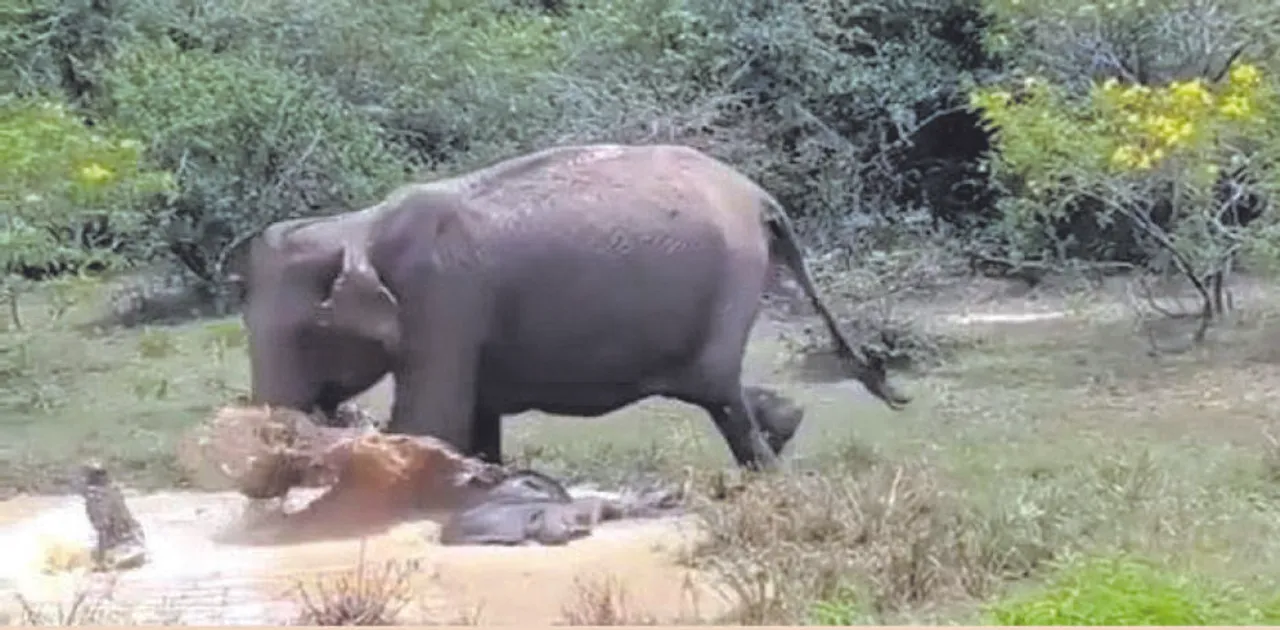  ଛୁଆ ପାଇଁ ମା’ ହାତୀ କୁମ୍ଭୀର ସହ ଲଢ଼ିଲା, ଦେଖନ୍ତୁ ଭିଡିଓ