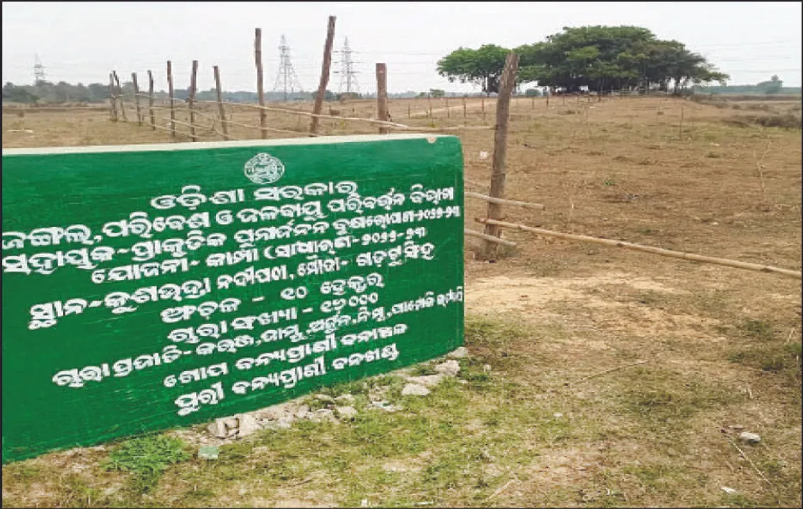  ଖାଇଗଲେ ‘କାମ୍ପା’ ଟଙ୍କା: କାଗଜପତ୍ରରେ ୨୫ ଏକରରେ ଚାରାରୋପଣ