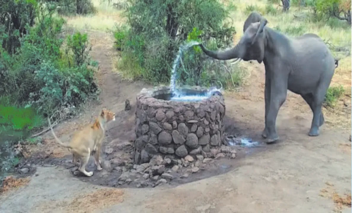  ସିଂହୀକୁ ତଡ଼ିବାକୁ ଦନ୍ତାହାତୀର କୌଶଳ