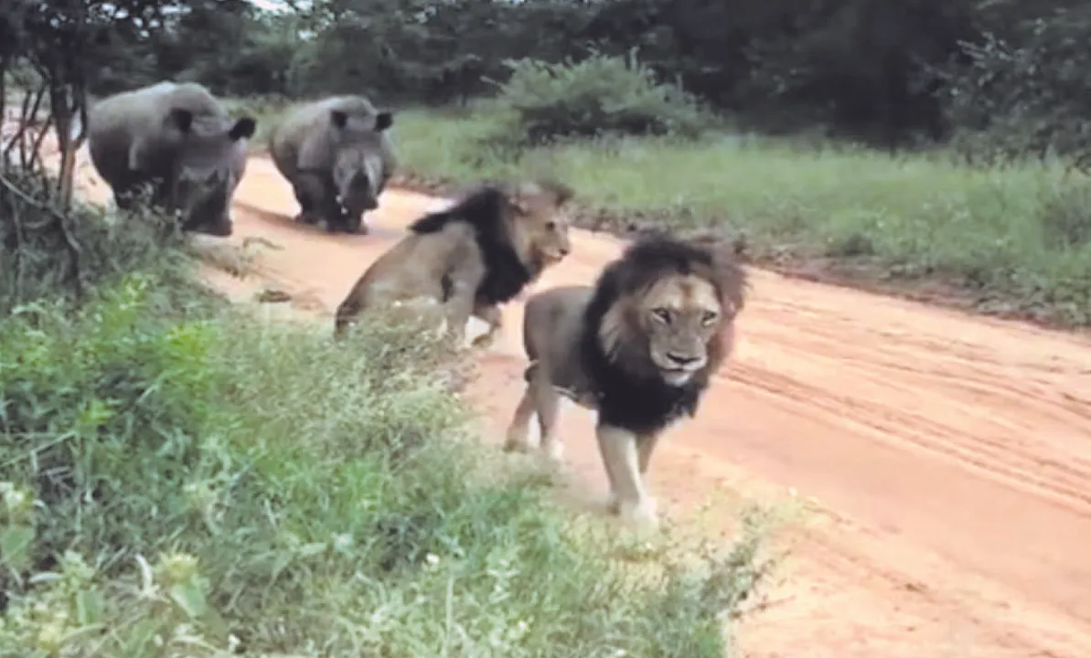  ଜଙ୍ଗଲର ପ୍ରକୃତ ରାଜା!