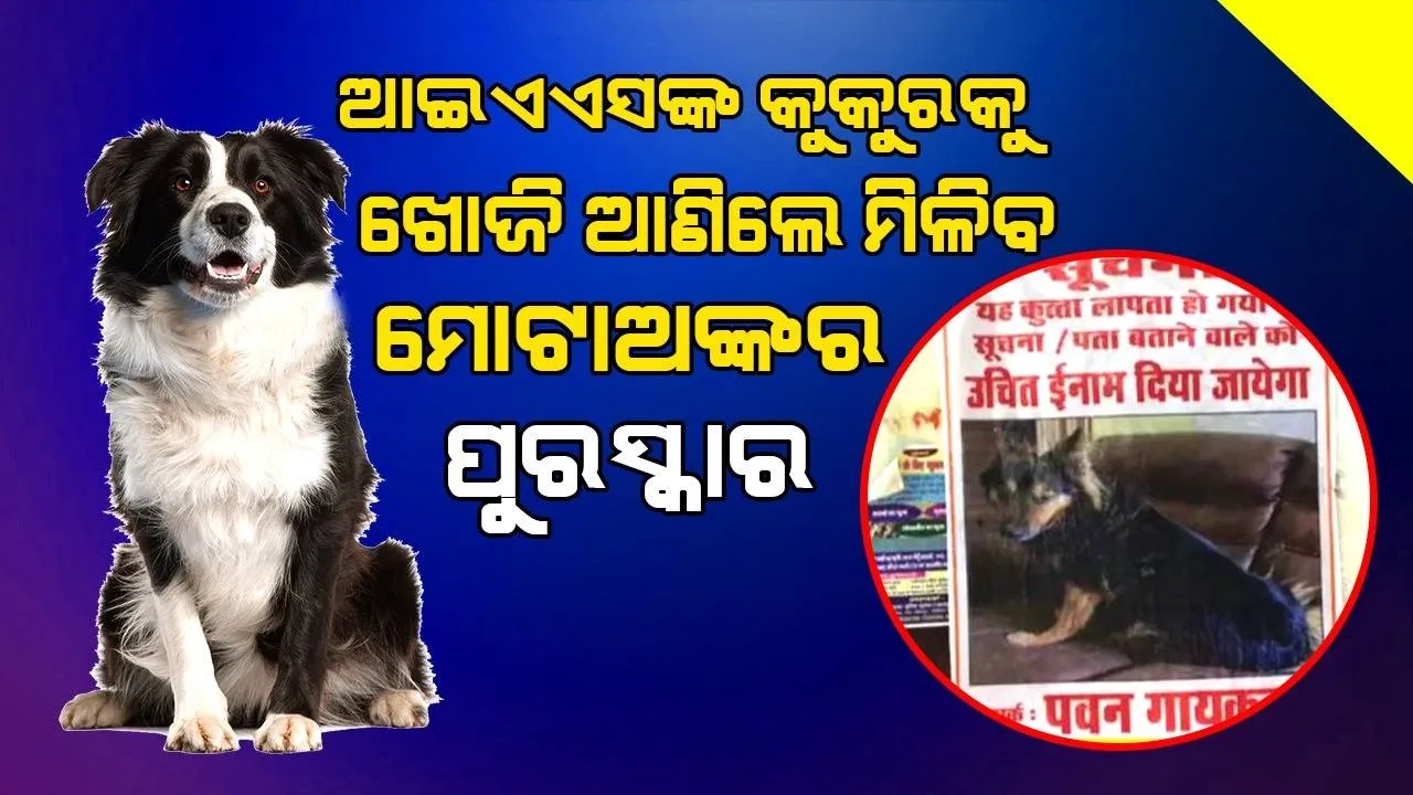  ଆଇଏଏସ୍ ଅଧିକାରୀଙ୍କ କୁକୁରକୁ ଖୋଜିବା ପାଇଁ ଲାଗିପଡ଼ିଛନ୍ତି ପ୍ରଶାସନିକ କର୍ମଚାରୀ, ଖୋଜି ଆଣିଲେ ମିଳିବ ପୁରସ୍କାର