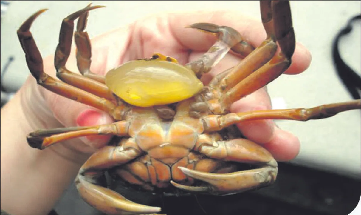  ପରଜୀବୀ ଦ୍ବାରା ଲିଙ୍ଗ ପରିବର୍ତ୍ତନ! ପୁରୁଷ କଙ୍କଡ଼ା ପାଲଟିଯାଉଛି ମାଈ