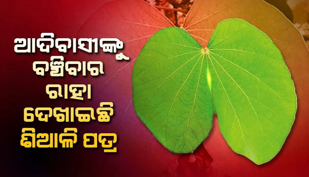 ଆଦିବାସୀଙ୍କୁ ବଞ୍ଚିବାର ରାହା ଦେଖାଇଛି ଶିଆଳି ପତ୍ର