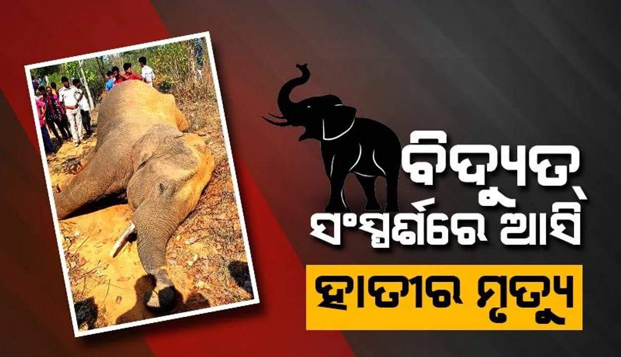  ବାରହା ଶିକାର ପାଇଁ ବିଛାଯାଇଥିବା ବିଦ୍ୟୁତ୍ ତାର ଲାଗି ଚାଲିଗଲା ଦନ୍ତାର ଜୀବନ