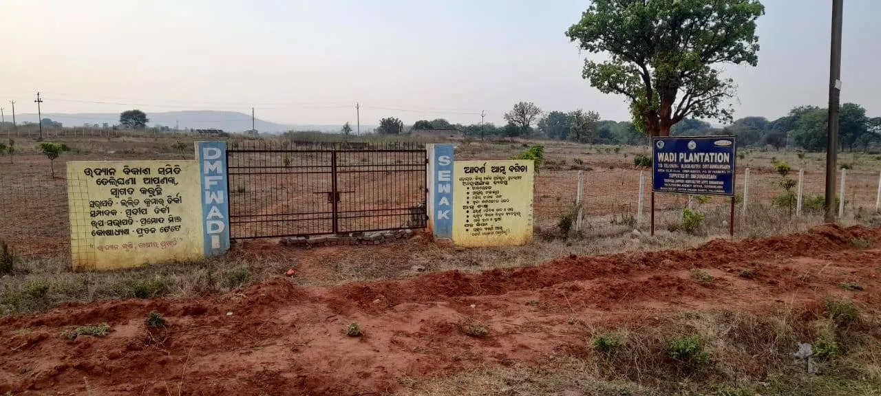  ୱାଡି ପ୍ରକଳ୍ପ ନାଁରେ ଡିଏମଏଫ ଅନୁଦାନ ଲୁଟିନେଲେ; ୮୧.୪୩ କୋଟିର ଫଳ ବଗିଚାରୁ ଗଛ ଉଭାନ୍