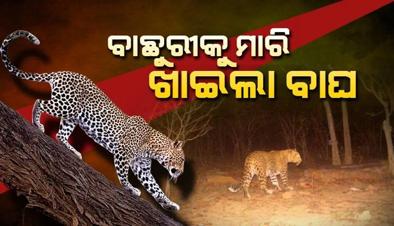  ନୂଆପଡ଼ାରେ ବାଘ ଆତଙ୍କ ଜାରି: ପୁଣି ଗୋଟିଏ ବାଛୁରୀକୁ ମାରି ଖାଇଲା