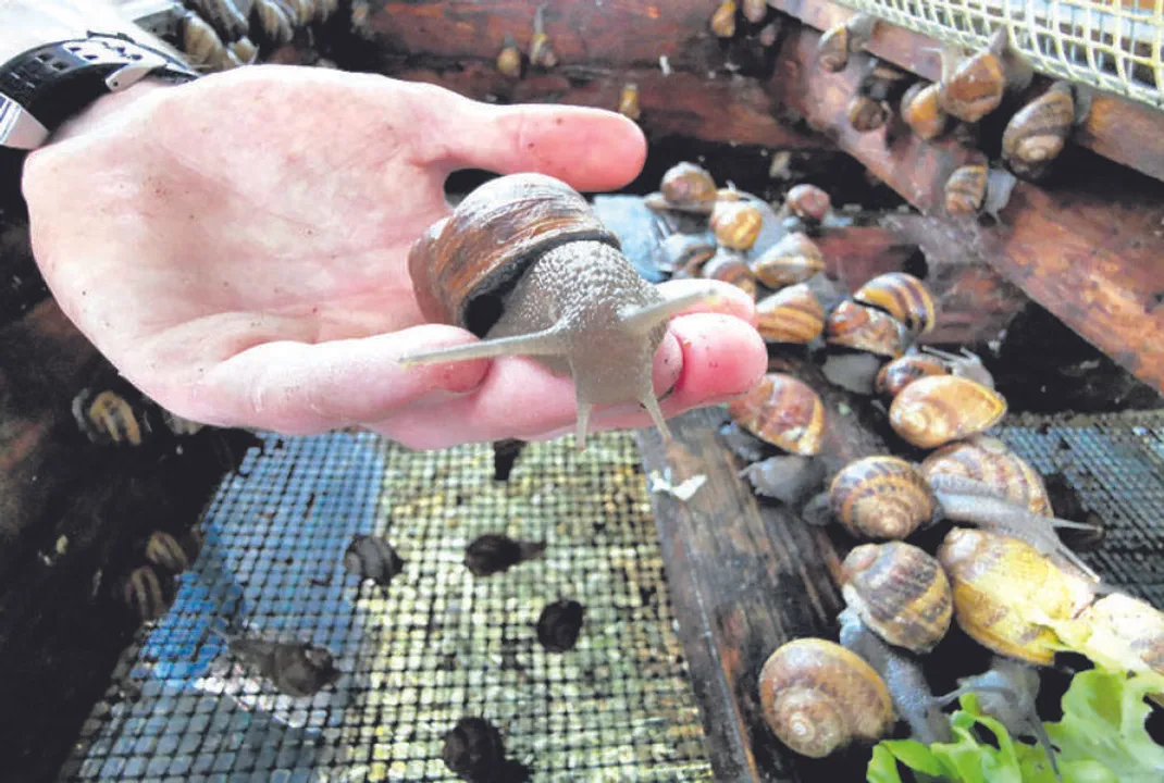  ଗେଣ୍ଡା ପାଇଁ ଯାତ୍ରୀ ଟିକେଟ୍‌