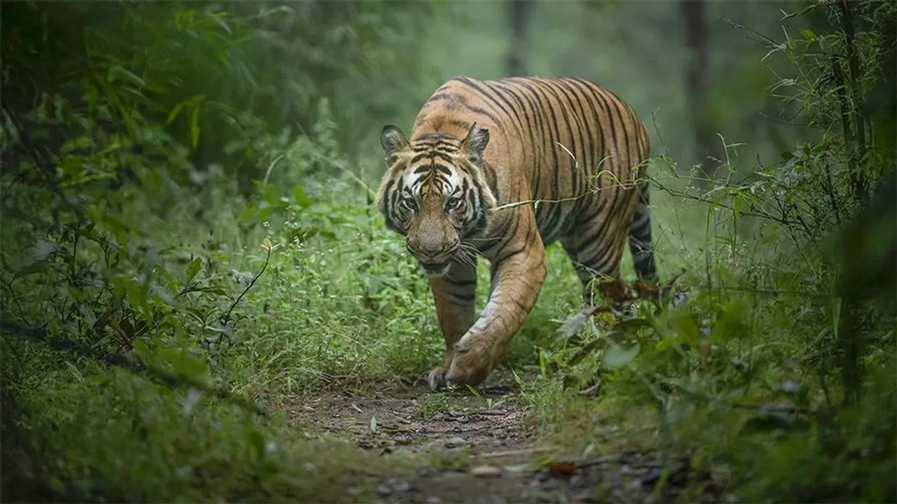  Nature Safari India 