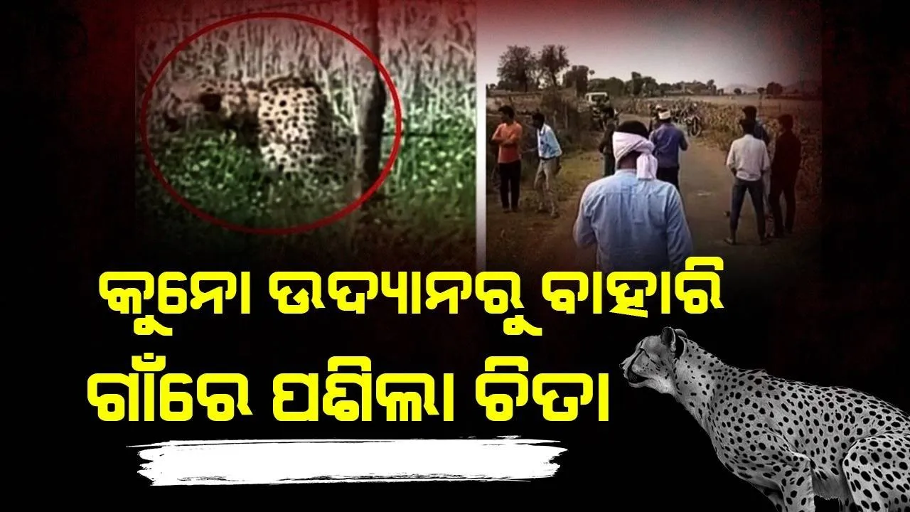  କୁନୋ ଜାତୀୟ ଉଦ୍ୟାନରୁ ବାହାରି ପାଖ‌ ଗାଁରେ ପ୍ରବେଶ କଲା ଚିତା, ଭୟରେ ଲୋକେ