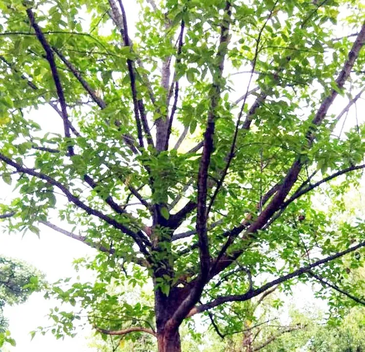  ୨୨ ବର୍ଷ ଅପେକ୍ଷା କରିଥିଲା କଦମ୍ବ ଗଛ; ହେଲା ରାଷ୍ଟ୍ରପତିଙ୍କ ଦର୍ଶନ