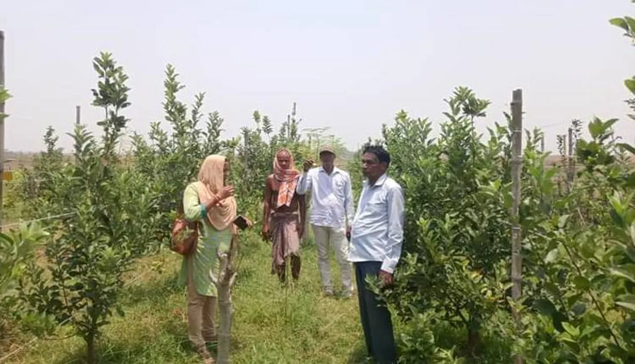  କାଳବୈଶାଖୀରେ ସେଓ ବଗିଚା ଉଜୁଡ଼ିଲା; ତଦାରଖ କଲେ କୃଷି ଅଧିକାରୀ