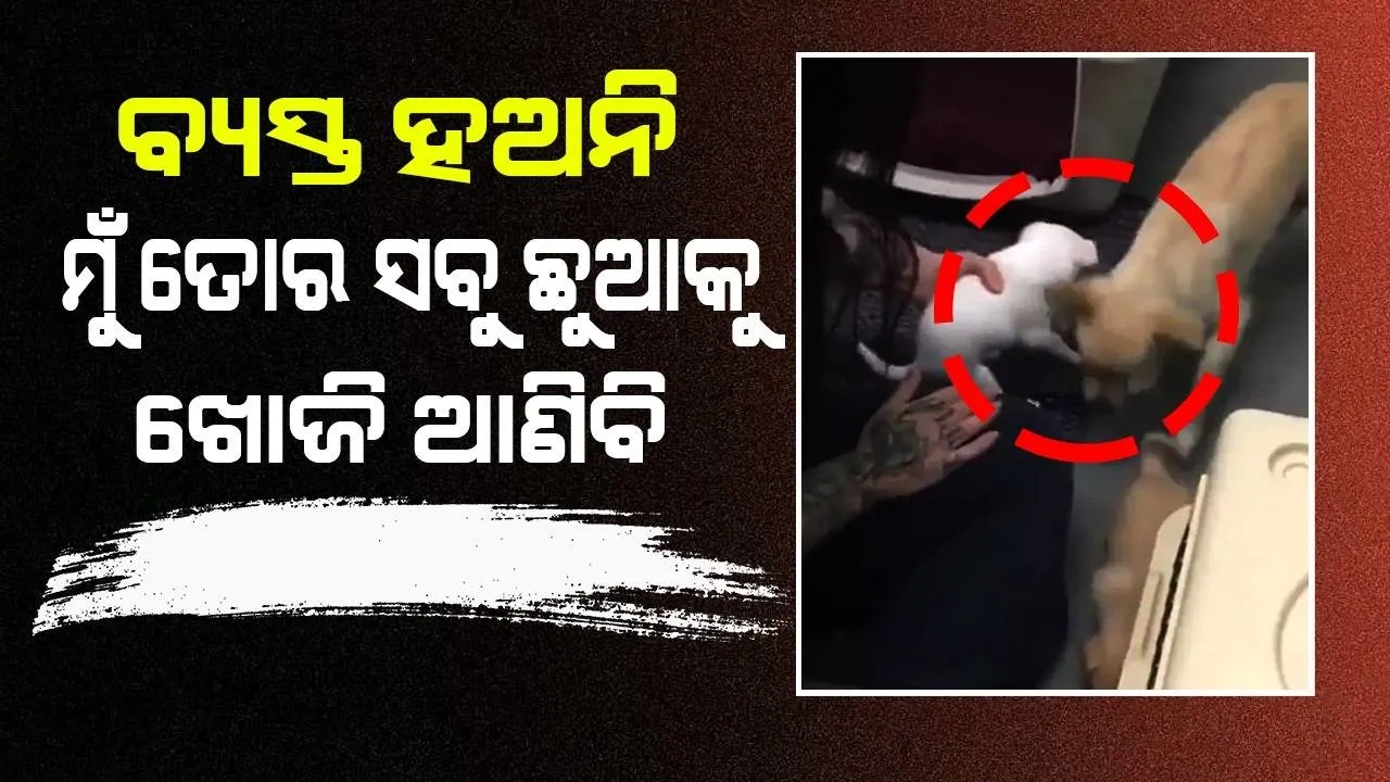  ଛୁଆଙ୍କୁ ହଜାଇ ମନ ଦୁଃଖରେ ବସିଥିବା କୁକୁରକୁ ଖୁସି କରି ଦେଲେ ମହିଳା