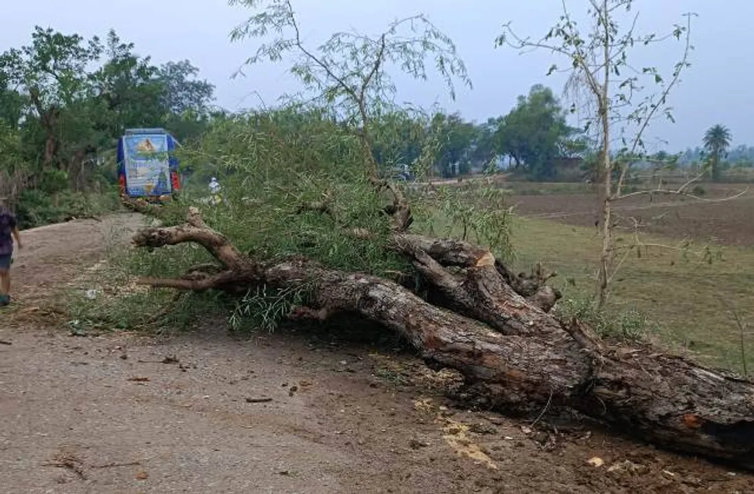  ବଜ୍ରପାତରେ ୧୯ ଗୋରୁ ମୃତ୍ୟୁ ଘଟଣା: ହିତାଧିକାରୀଙ୍କୁ ମିଳିବ ସହାୟତା, ନିର୍ଦ୍ଦେଶ ଦେଲେ ଏସ୍‌ଆରସି