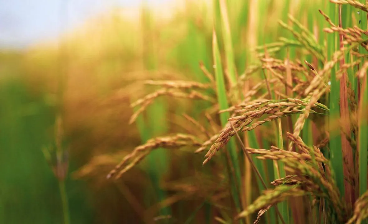  Agri Farming 