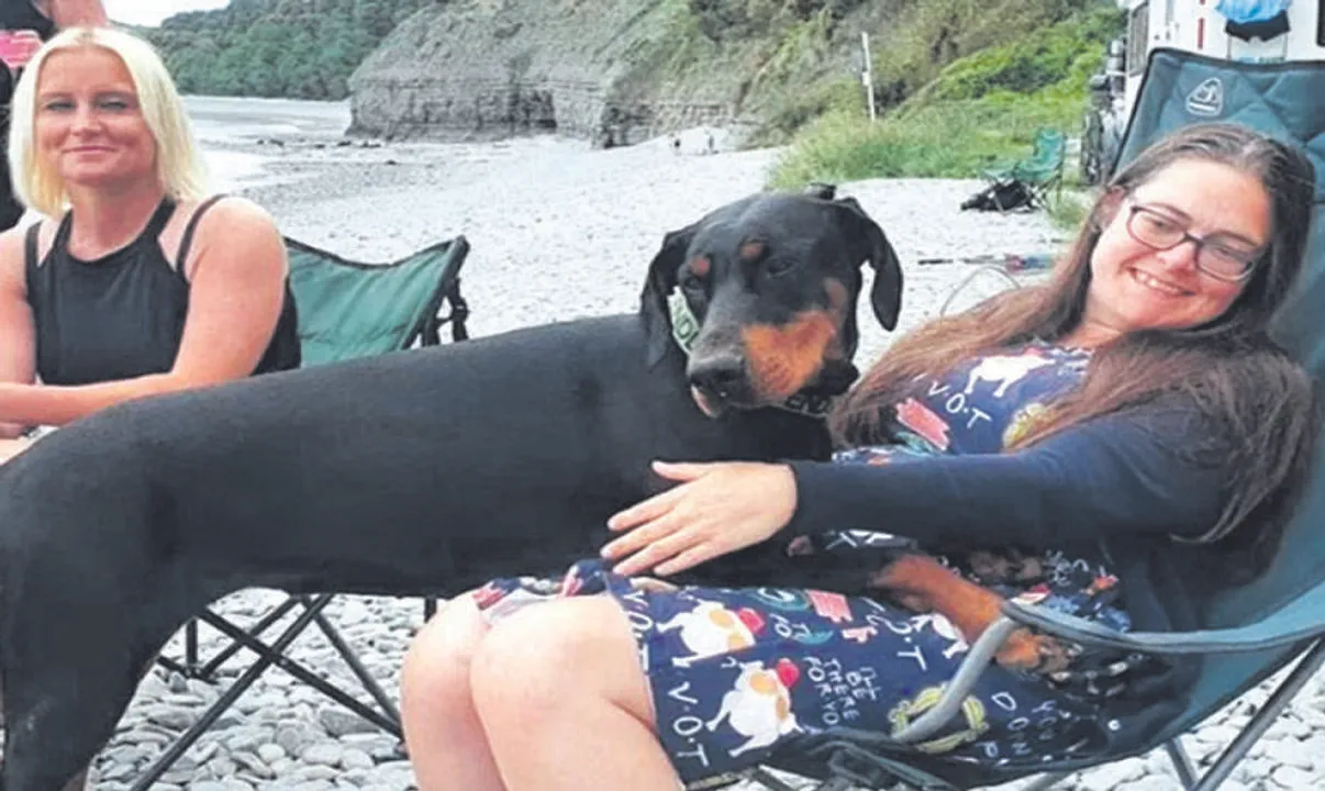  ଦ୍ବିତୀୟ ଜୀବନ ଦେଲା ପୋଷା କୁକୁର