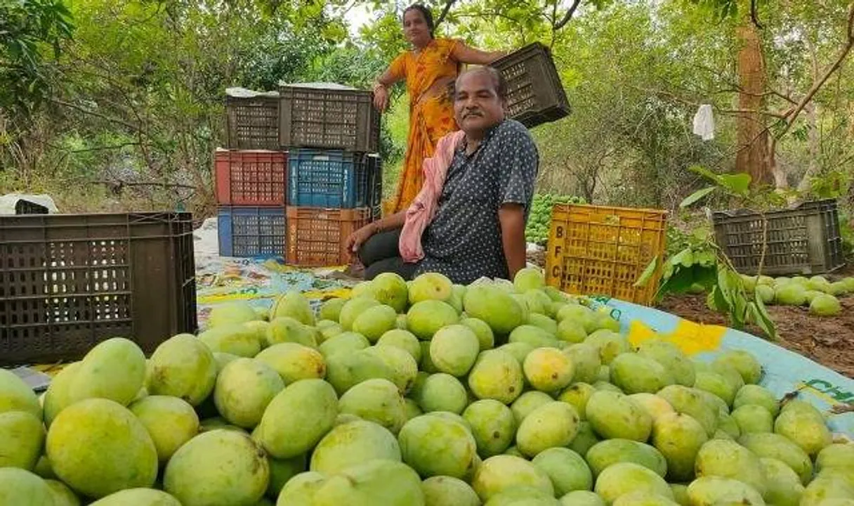  ଦିଲ୍ଲୀ, ରାଞ୍ଚି, ପାଟଣା ବଜାରରେ କୁଚିଣ୍ଡା ଆମ୍ବ