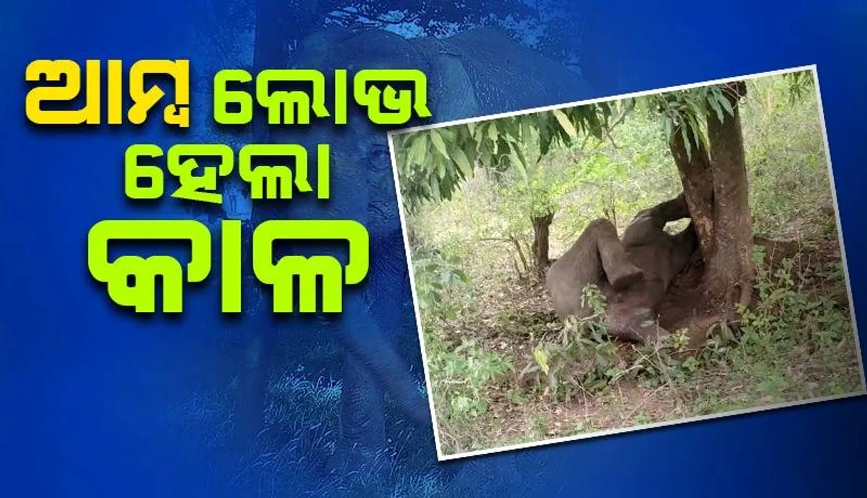  ଜଙ୍ଗଲରେ ଫସିଗଲା ହାତୀ: ଉଦ୍ଧାର କଲା ବନ ବଭାଗ