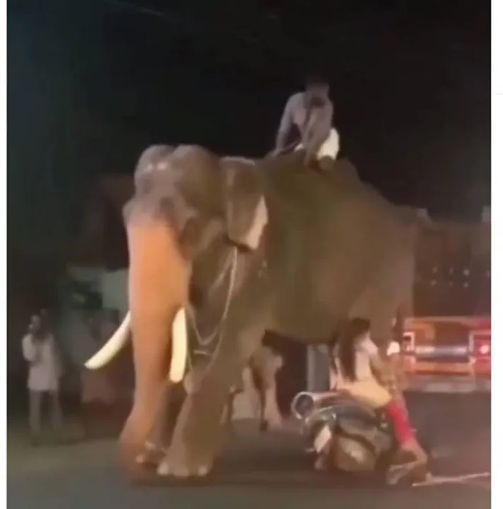  ରାସ୍ତାରେ ଛିଡ଼ା ହୋଇଥିବା ହାତୀକୁ ଧକ୍କା ଦେଲେ ମହିଳା ସ୍କୁଟି ଚାଳକ