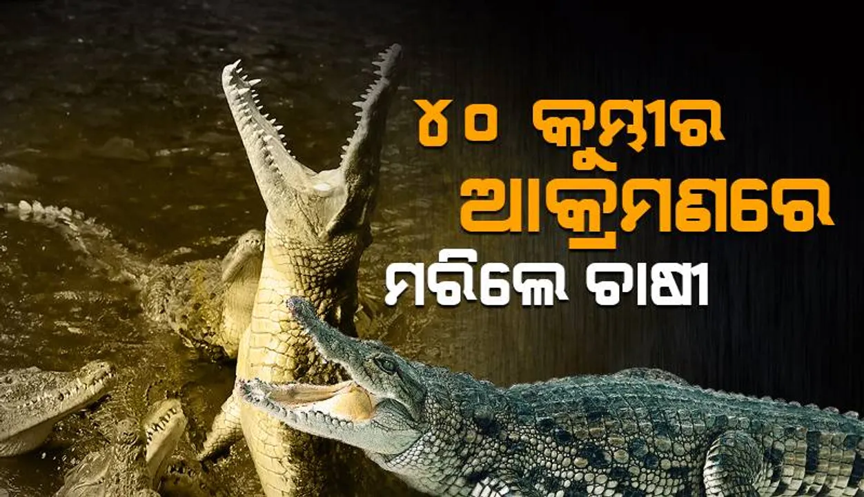  ଗୋଟାଏ କୁମ୍ଭୀର ବାହାର କରିବାକୁ ଉଦ୍ୟମ କରି ୪୦ କୁମ୍ଭୀରଙ୍କ ଆକ୍ରମଣରେ ମଲେ କାମ୍ବୋଡିଆର ଏହି ବ୍ୟକ୍ତି
