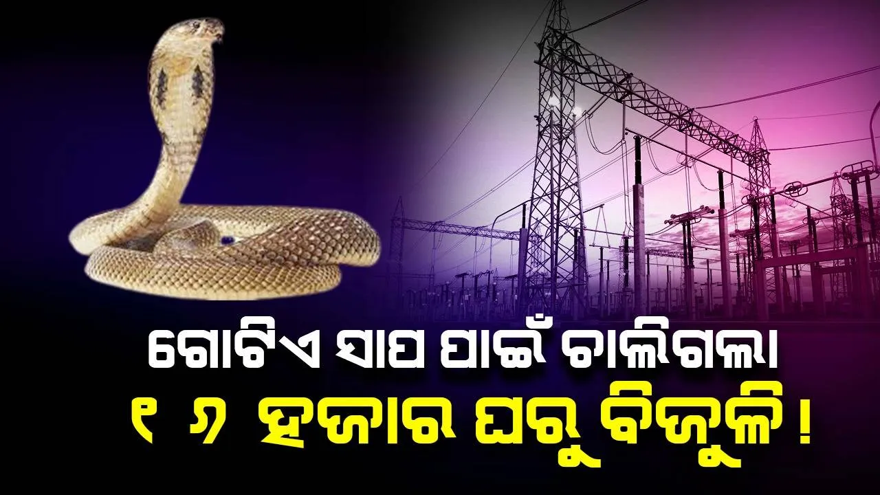  ଗୋଟିଏ ସାପ ପାଇଁ ଚାଲିଗଲା ୧୬ ହଜାର ଘରୁ ବିଜୁଳି! କାରଣ ଜାଣିଲେ ଆପଣ ହୋଇଯିବେ ଆଶ୍ଚର୍ଯ୍ୟ...