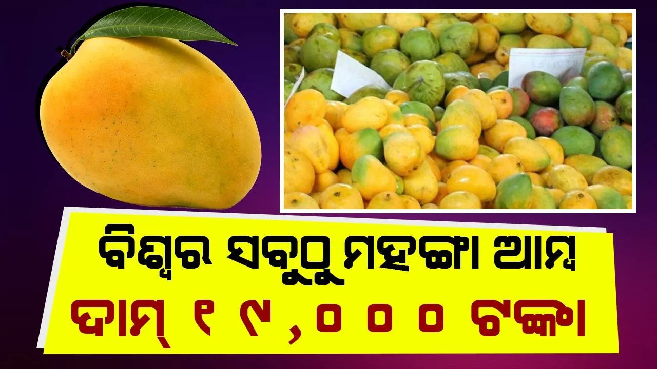  ବିଶ୍ବର ସବୁଠୁ ମହଙ୍ଗା ଆମ୍ବ ଦାମ୍ ୧୯,୦୦୦ ଟଙ୍କା