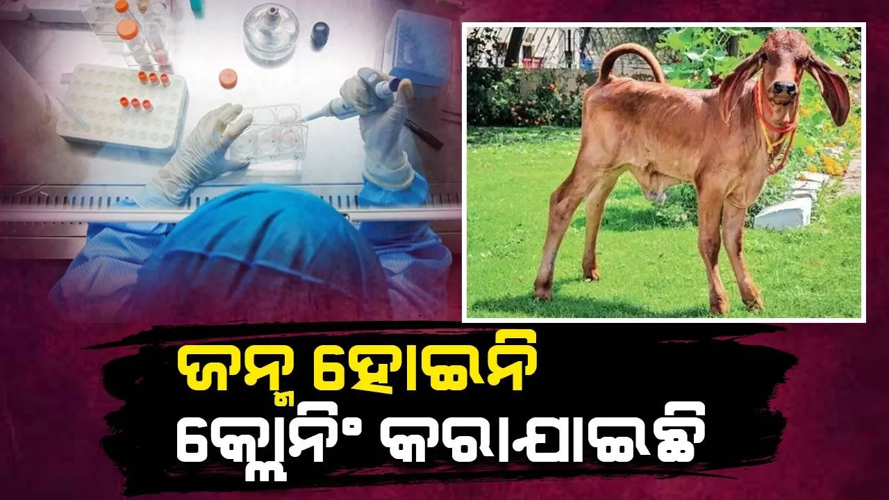  ଦେଶରେ ପ୍ରଥମ : କ୍ଲୋନିଂ ପଦ୍ଧତିରେ ଜନ୍ମ ହୋଇ ପୂରା ସୁସ୍ଥ ଅଛି ବାଛୁରୀ ‘ଗଙ୍ଗା’