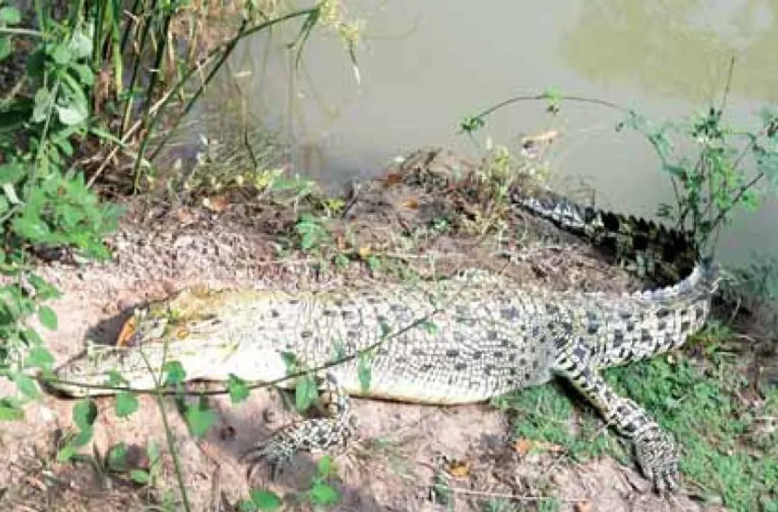  ମା’ ହେବା ଜିଦ୍‌ରେ ଅଟଳ ‘ମଲ୍ଲୀ’, ସପ୍ତାହେ ହେଲା ଆଚରଣରେ ଅସ୍ବାଭାବିକ ପରିବର୍ତ୍ତନ
