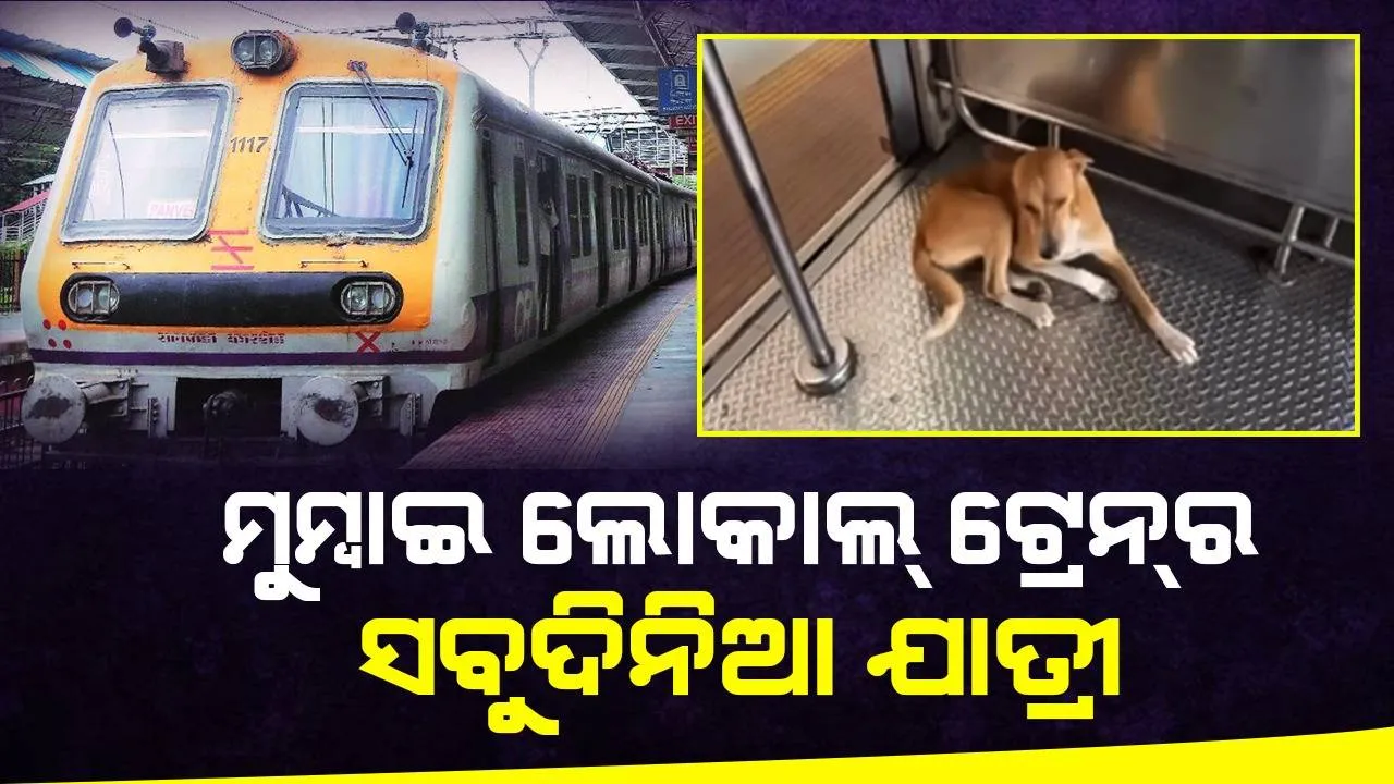  ଯାତ୍ରା କରିବାକୁ ପ୍ରତିଦିନ ମୁମ୍ବାଇର ଲୋକାଲ୍‌ ଟ୍ରେନ୍‌ରେ ଚଢ଼େ ଏହି କୁକୁର