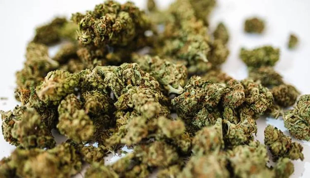  www.analyticalcannabis.com 