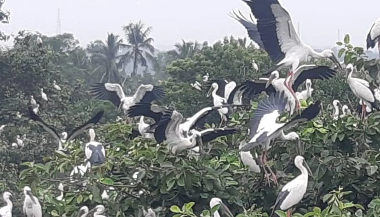  ବର୍ଷାରେ ଆସନ୍ତି, ଶୀତରେ ଫେରିଯାନ୍ତି