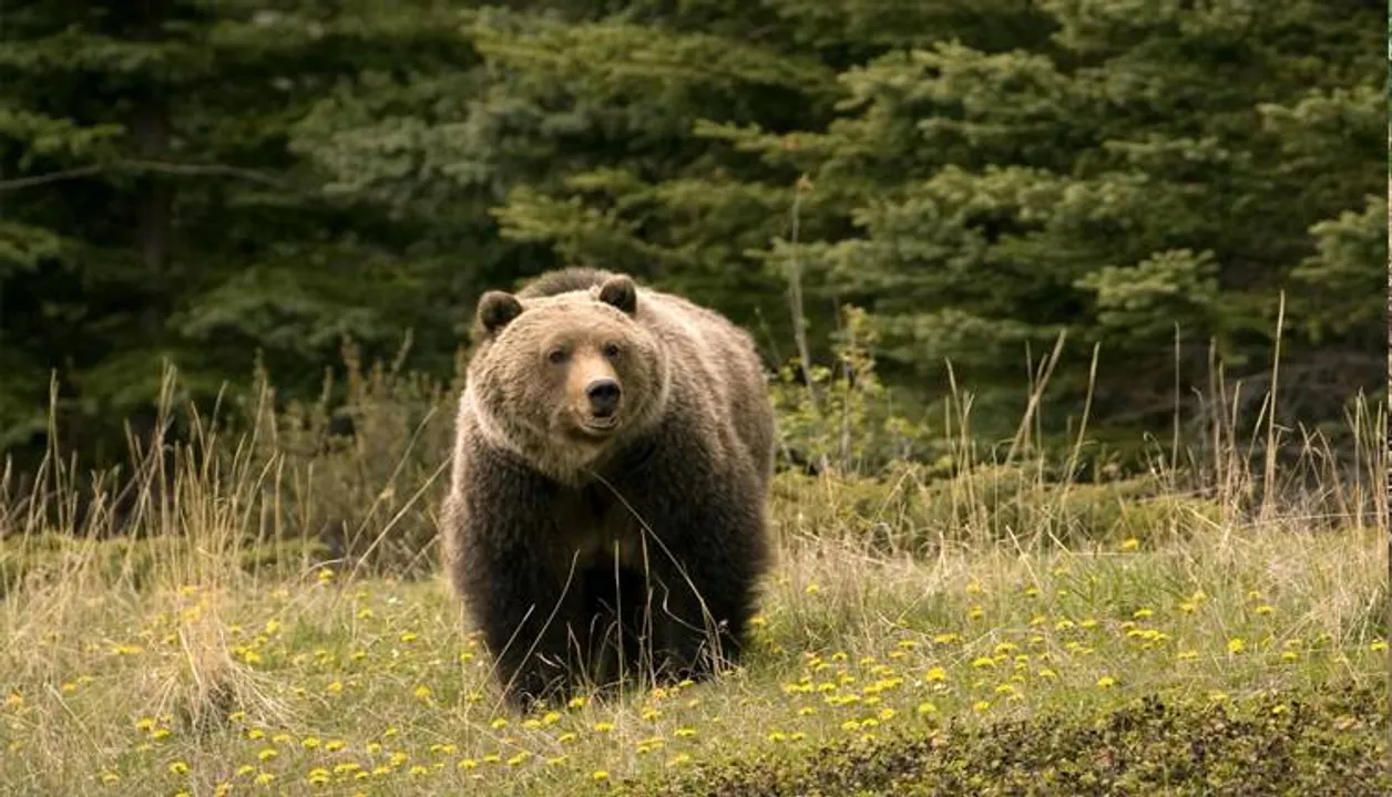  Encyclopedia Britannica 