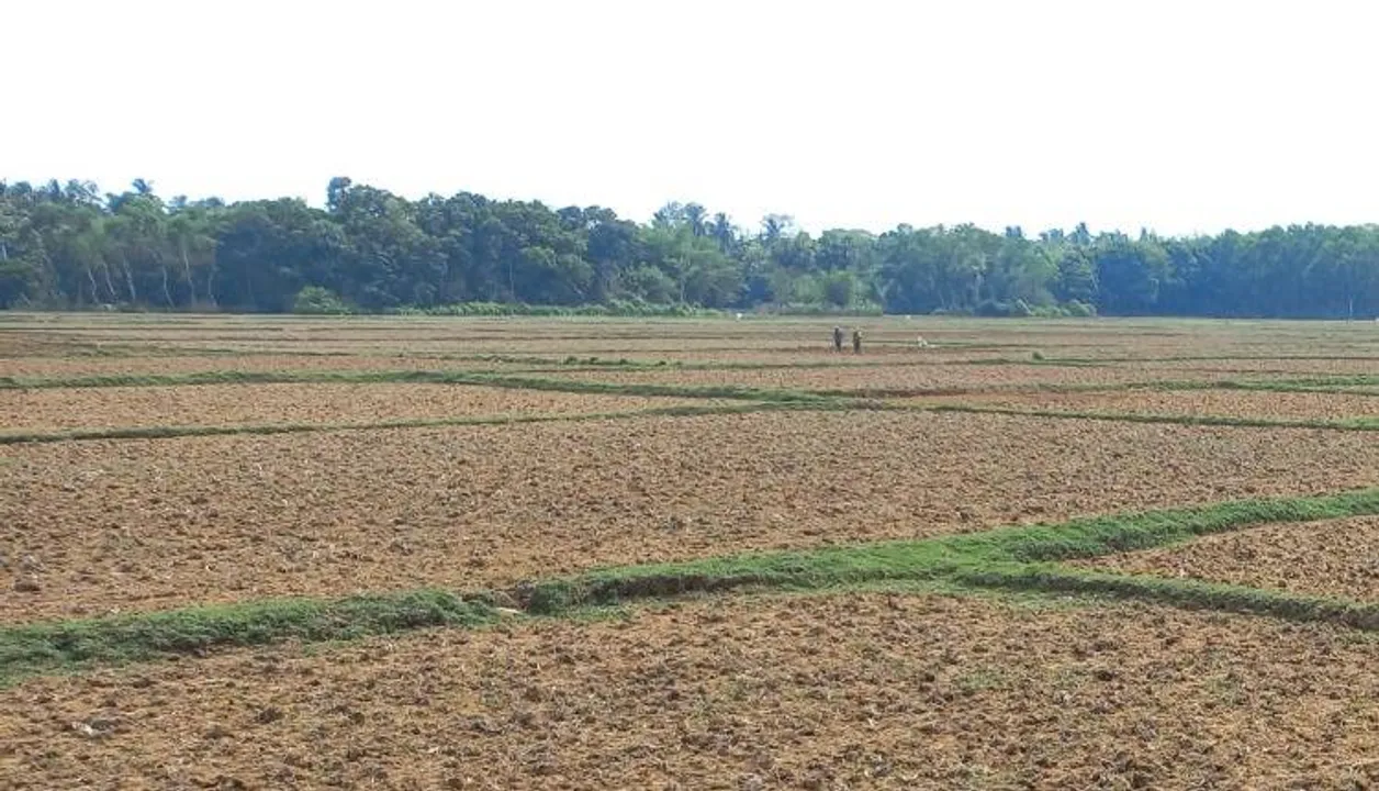  ଯାଜପୁର: ବର୍ଷା ନାହିଁ, ଗଜା ମରୁଡ଼ି ଆଶଙ୍କା