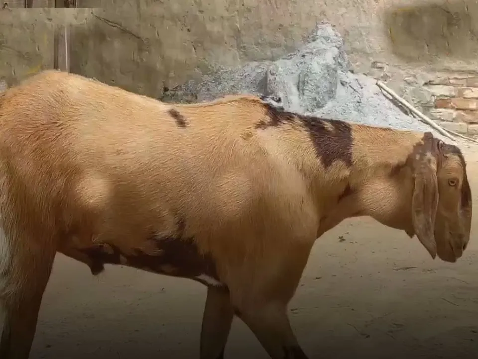  ‌୭ଲକ୍ଷ ଟଙ୍କା‌ରେ ଛେଳିକୁ କିଣିବାକୁ ଗ୍ରାହକଙ୍କ ଧାଡ଼ି ଲାଗିଥିବା ବେଳେ ବିକ୍ରି କରିବାକୁ ରାଜି ନୁ‌ହନ୍ତି ମାଲିକ