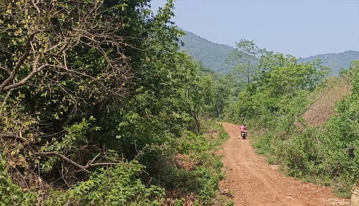  ବିକାଶ ନାଁରେ ବିନାଶ: ସ୍ଲୋଗାନ୍‌ରେ ସୀମିତ ‘ଜଙ୍ଗଲ ସୁରକ୍ଷା, ଆମର ଦୀକ୍ଷା’