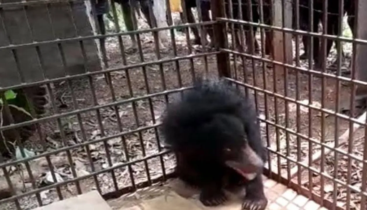  ଫଳ ବଗିଚାରୁ ଭାଲୁ ଉଦ୍ଧାର