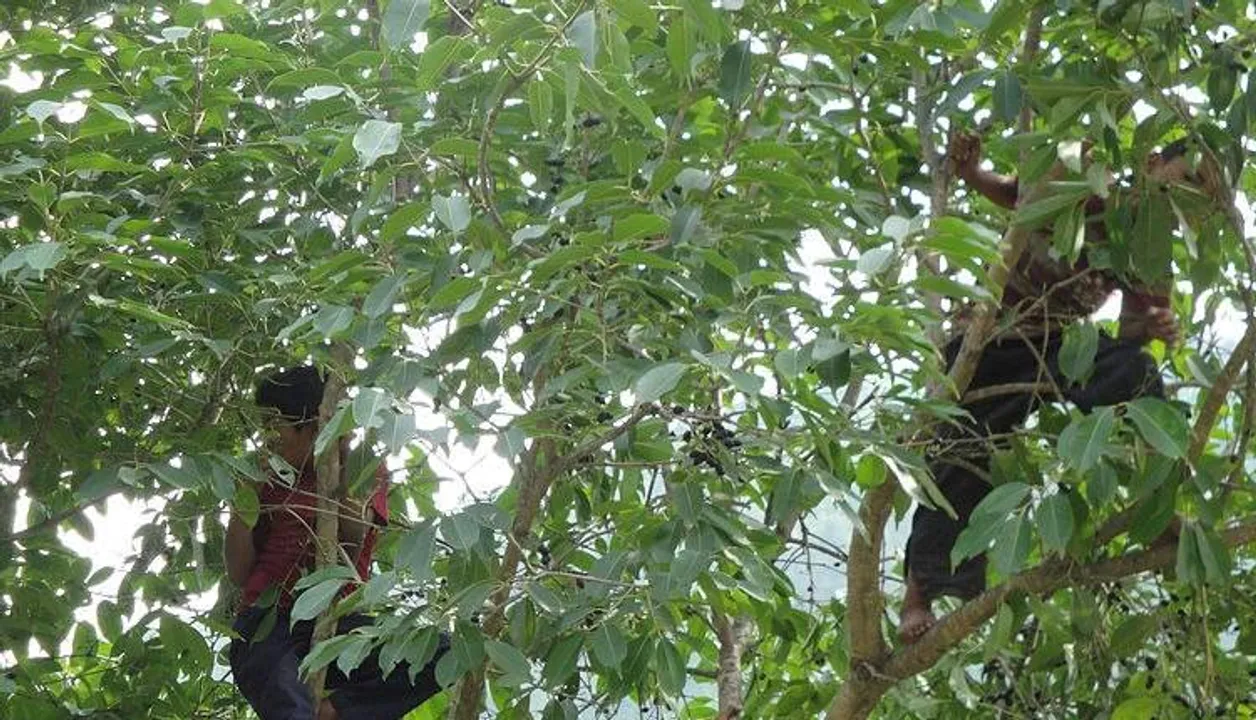  Bikash Mohanty Official Website 