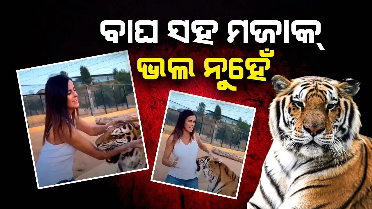  ବାଘ ସହ ଖେଳୁଥିଲେ ଯୁବତୀ: ଅଚାନକ ହାତକୁ ଓ ଅଣ୍ଟାକୁ...