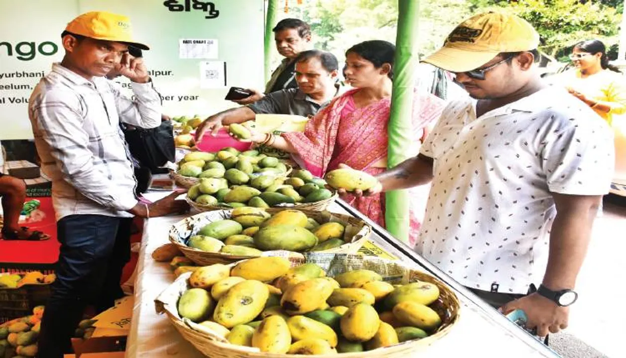  ବଢ଼ୁଛି ଗାଁ ଆମ୍ବ ଚାହିଦା