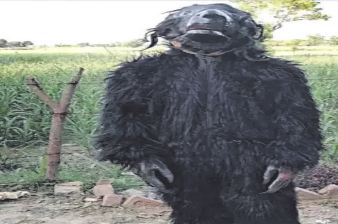  ମାଙ୍କଡ଼ ତଡ଼ିବାକୁ ଭାଲୁ ବେଶ