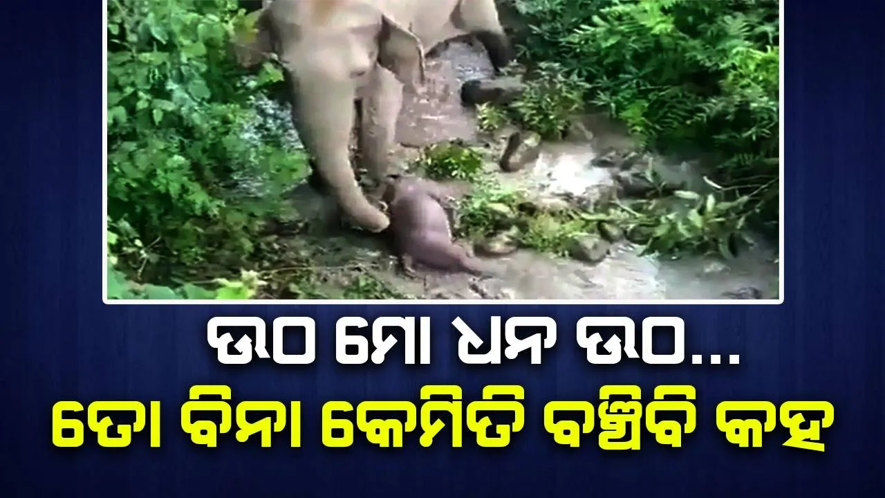  ଦେଖନ୍ତୁ ତିନିଦିନ ହେବ ମୃତ୍ୟୁ ହୋଇଥିବା ଛୁଆକୁ କିଭଳି ଭାବେ କାନ୍ଦିକାନ୍ଦି ବଞ୍ଚାଇବାକୁ ଚେଷ୍ଟା କରୁଛି ମା’ ହାତୀ