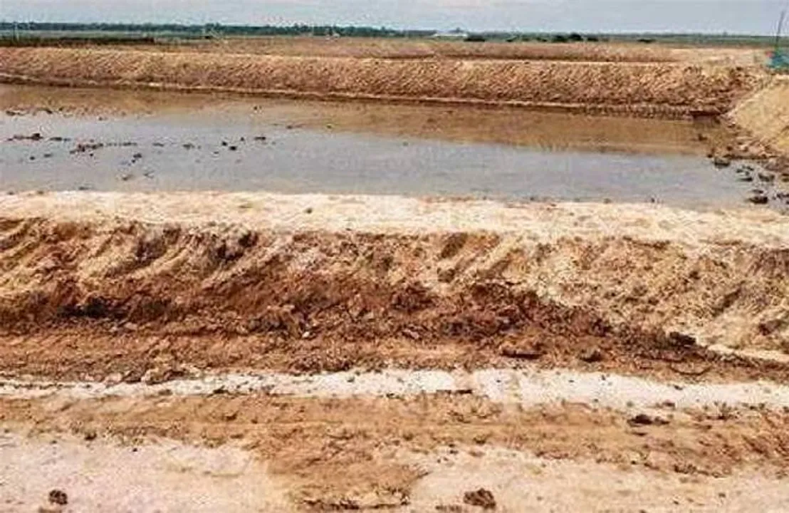  ଚିଙ୍ଗୁଡି ଘେରି ପାଇଁ ଚାନ୍ଦବାଲି ଅଞ୍ଚଳରେ ଧ୍ବଂସ ପାଉଛି ହେନ୍ତାଳ ଜଙ୍ଗଲ