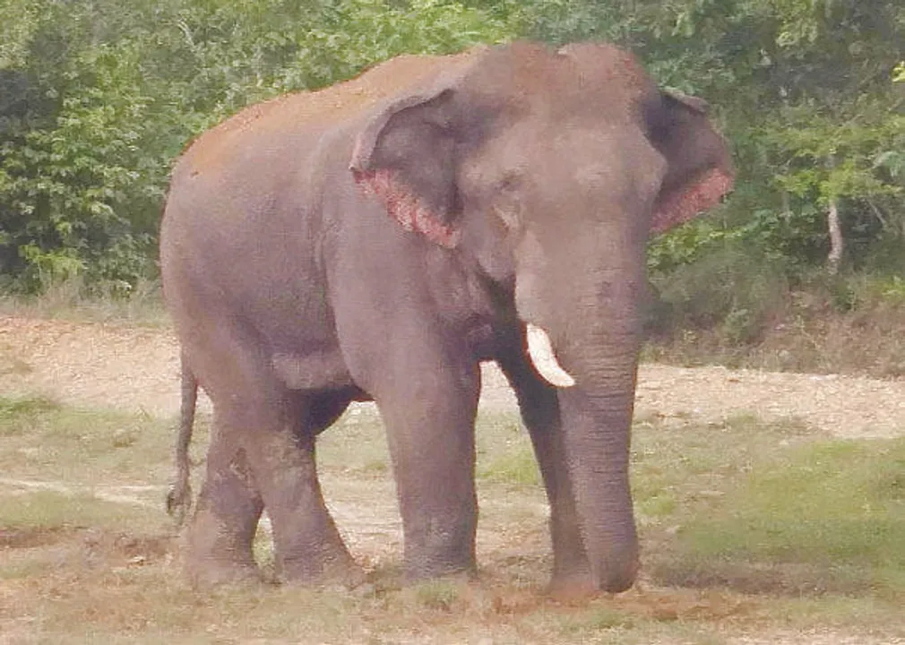  ନିଆଁ ପୁଇଁ ହେଉଥିବାବେଳେ ଦଳିଦେଲା ହାତୀ