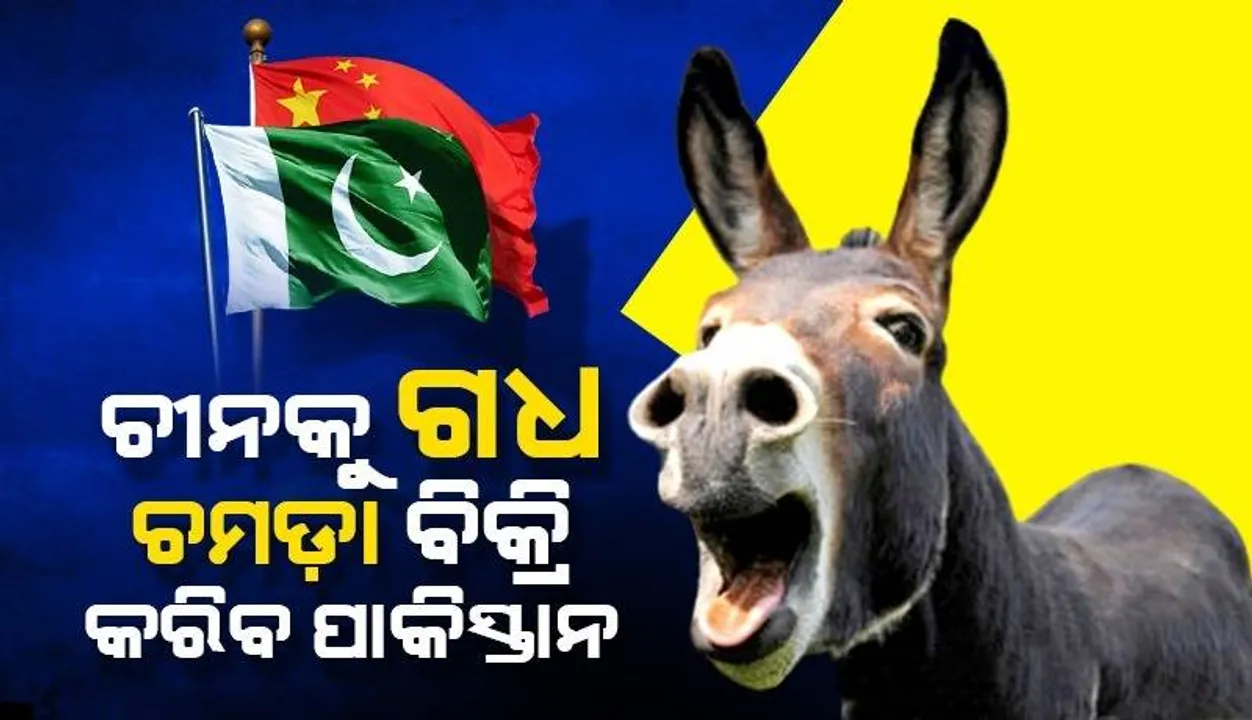  ଦେଶର ଆର୍ଥିକ ସମସ୍ୟାର ସମାଧାନ ପାଇଁ ଚୀନକୁ ଗଧ ଚମଡ଼ା ବିକ୍ରି କରିବ ପାକିସ୍ତାନ