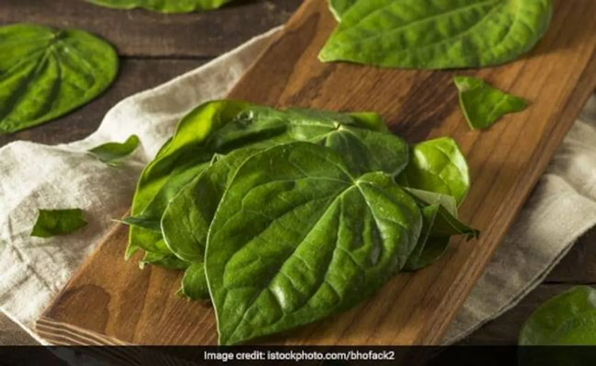  ପାନପତ୍ରକୁ ଚୋବାଇ ଖାଇବା ଦ୍ବାରା ମିଳିଥାଏ ଶରୀରକୁ ଏସବୁ ଫାଇଦା