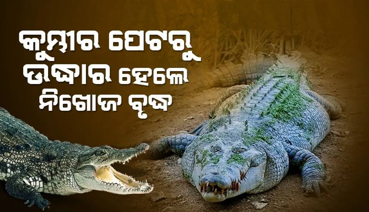  ୪ଦିନ ନିଖୋଜ ଥିବା ବୃଦ୍ଧଙ୍କୁ କୁମ୍ଭୀର ପେଟରୁ ଉଦ୍ଧାର କରାଗଲା