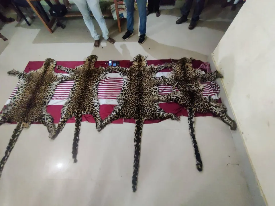  ଜବତ ହେଲା ୪ ବାଘ ଛାଲ: ୩ ଗିରଫ
