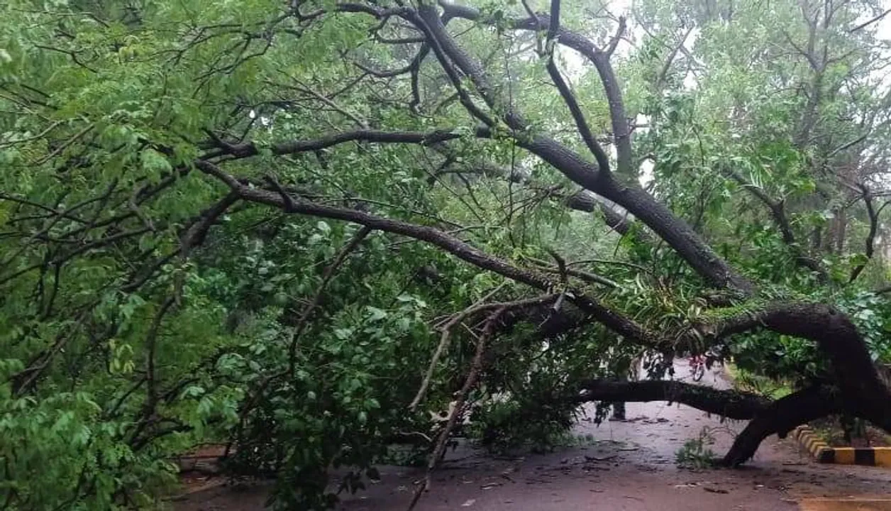  ଗଛ ପଡ଼ି ରାସ୍ତା ଅବରୋଧ